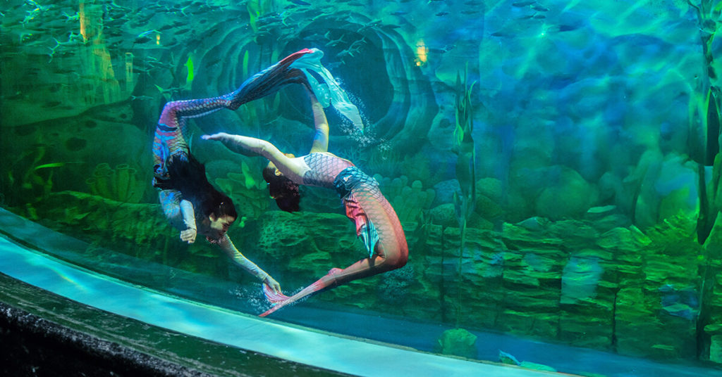 Ancol Mermaid Petualangan Seru