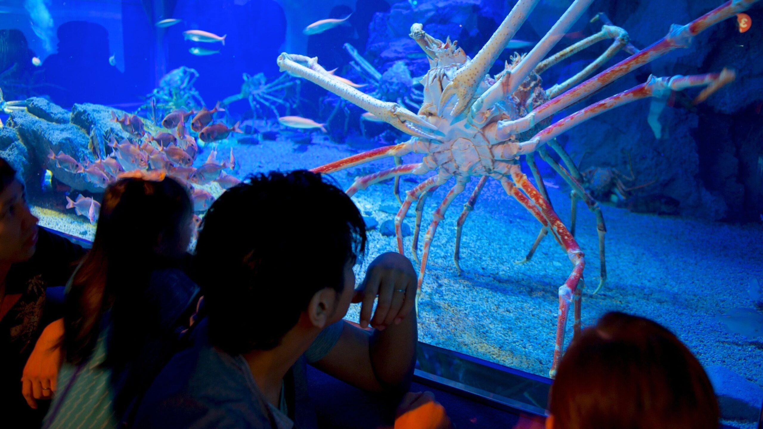 Osaka Aquarium Kaiyukan