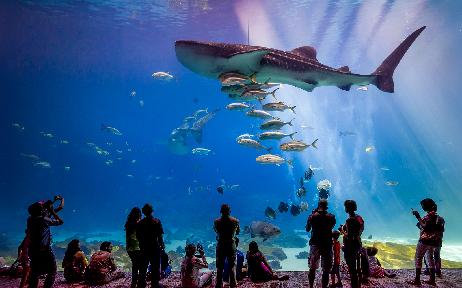 Georgia Aquarium